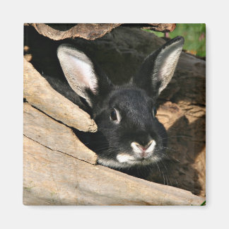 Black bunny in log magnet