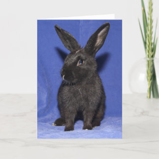 Black bunny rabbit card