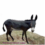 Black Burro Photosculpture Standing Photo Sculpture<br><div class="desc">Please Sign this petition: http://www.change.org/petitions/texas-stop-killing-wild-burros ____________________________________________________________________________________________________________ Why This Is Important?... ... ... ... ... ... ... ... ... ... ... ... ... ... ... ... ... ... ... ... ... ... ... .. Less than 300 wild burros remain but Texas Parks and Wildlife intends to kill these nationally protected burros...</div>