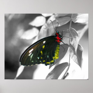 Black Butterfly Black White Nature Poster