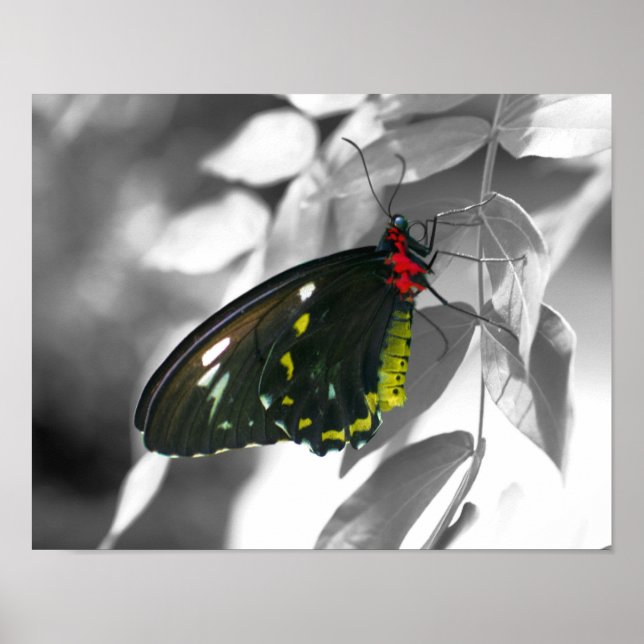 Black Butterfly Black White Nature Poster (Front)