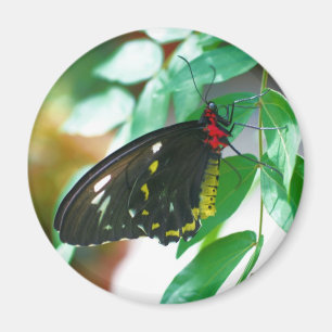 Black Butterfly Nature  Magnet