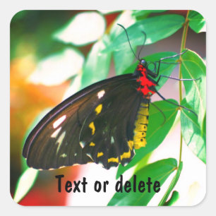 Black Butterfly Nature Personalised Square Sticker