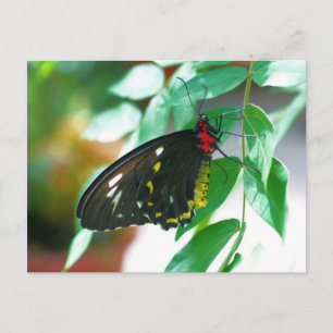Black Butterfly Nature Photography Postcard