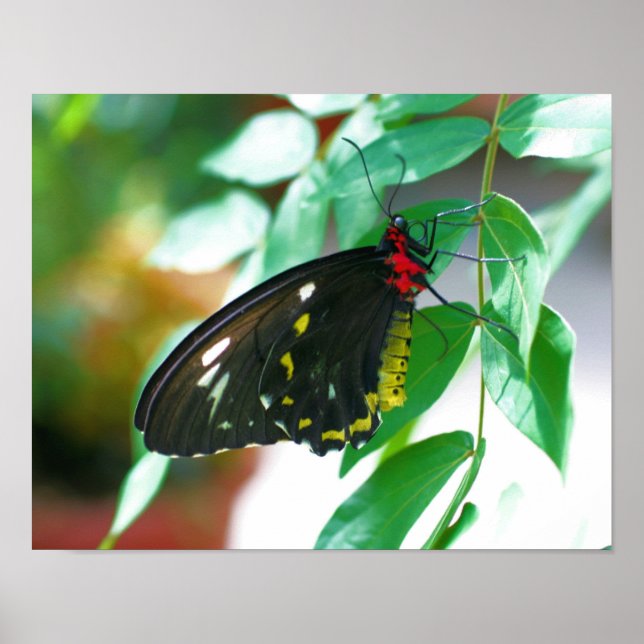 Black Butterfly Nature Poster (Front)