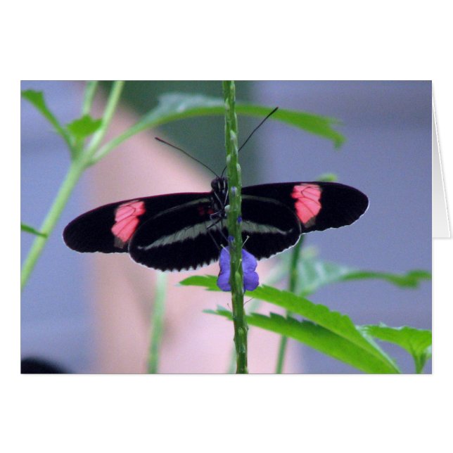 Black Butterfly on blue flower (Front Horizontal)