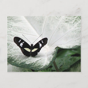 Black Butterfly on White Caladium Leaf Postcard