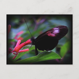 Black Butterfly Postcard
