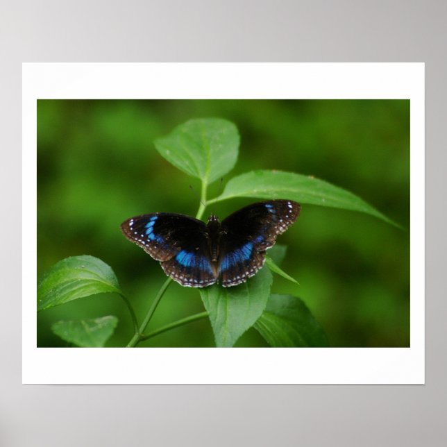 Black Butterfly Poster (Front)