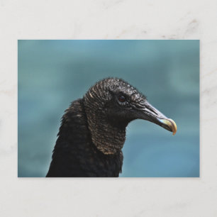 Black Buzzard Postcard
