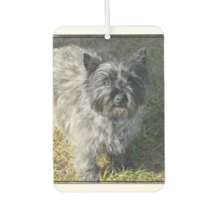 Black Cairn Terrier Car Air Freshener