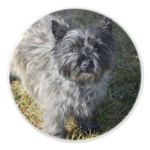 Black Cairn Terrier Ceramic Knob