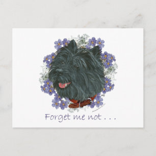 Black Cairn Terrier Forget-me-not Postcard