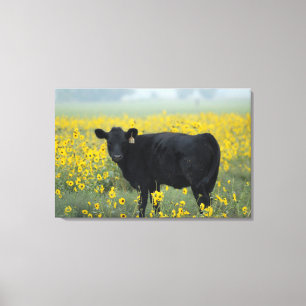 Black Calf in a Field of Sunflowers Canvas Print