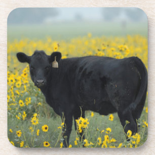 Black Calf in a Field of Sunflowers Coaster