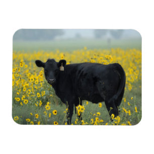 Black Calf in a Field of Sunflowers Magnet