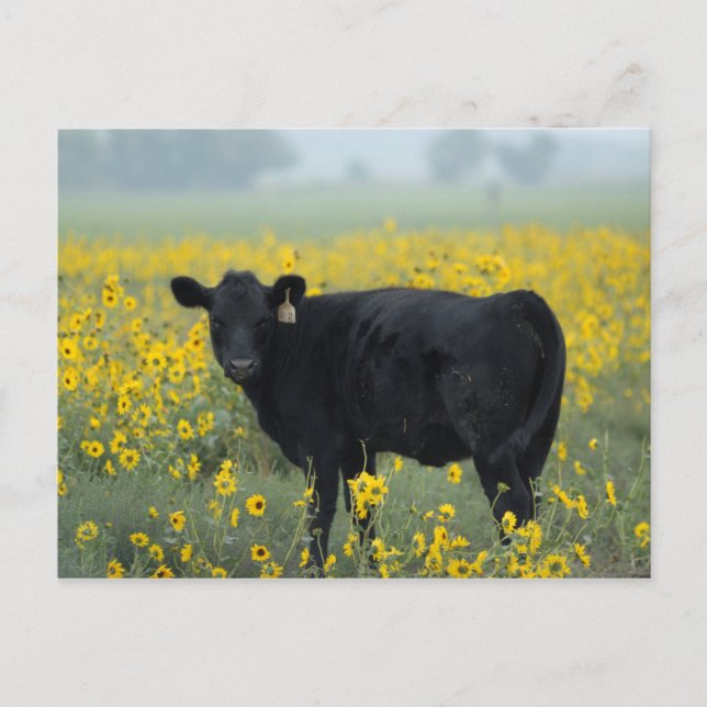 Black Calf in a Field of Sunflowers Postcard (Front)