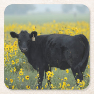 Black Calf in a Field of Sunflowers Square Paper Coaster