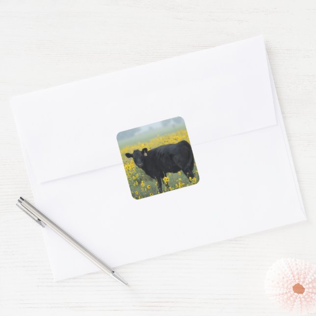 Black Calf in a Field of Sunflowers Square Sticker (Envelope)
