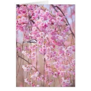 Black Cap Chickadee & Pink Weeping Willow