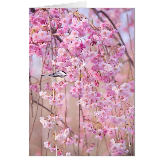 Black Cap Chickadee & Pink Weeping Willow (Front)