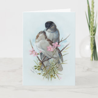 Black Cap Warblers Card