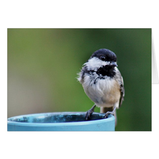 Black-capped chickadee (Front Horizontal)