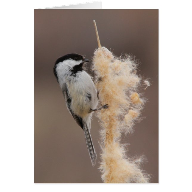 Black-capped Chickadee (Front)