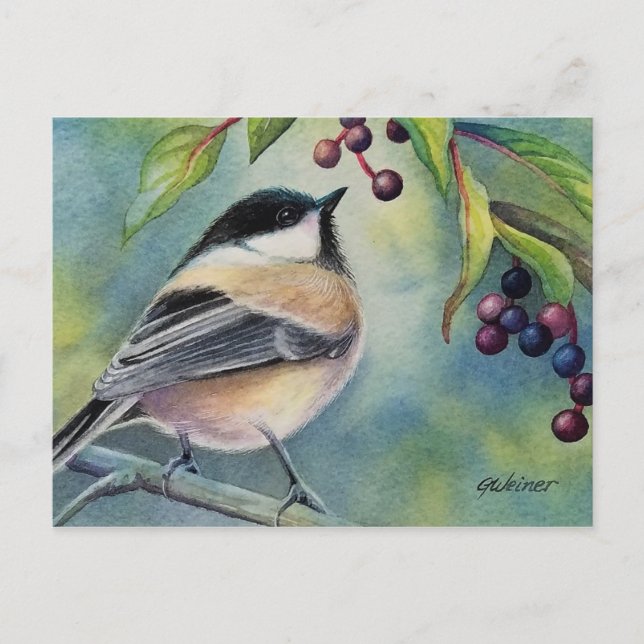 Black Capped Chickadee Bird Berries Watercolor Art Postcard (Front)