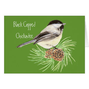Black Capped Chickadee - Bird - Nature
