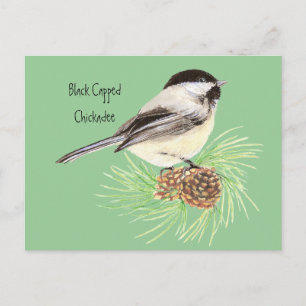 Black Capped Chickadee - Bird - Nature Postcard