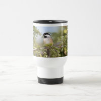 Black Capped Chickadee Birder