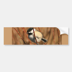 Black Capped Chickadee Bumper Sticker