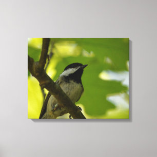 BLACK-CAPPED CHICKADEE CANVAS PRINT