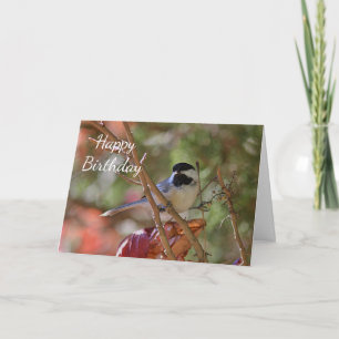 Black-capped Chickadee Card