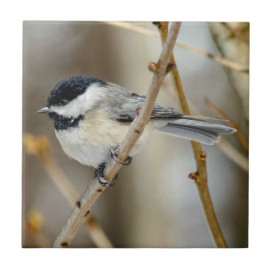 Black Capped Chickadee Ceramic Photo Tile