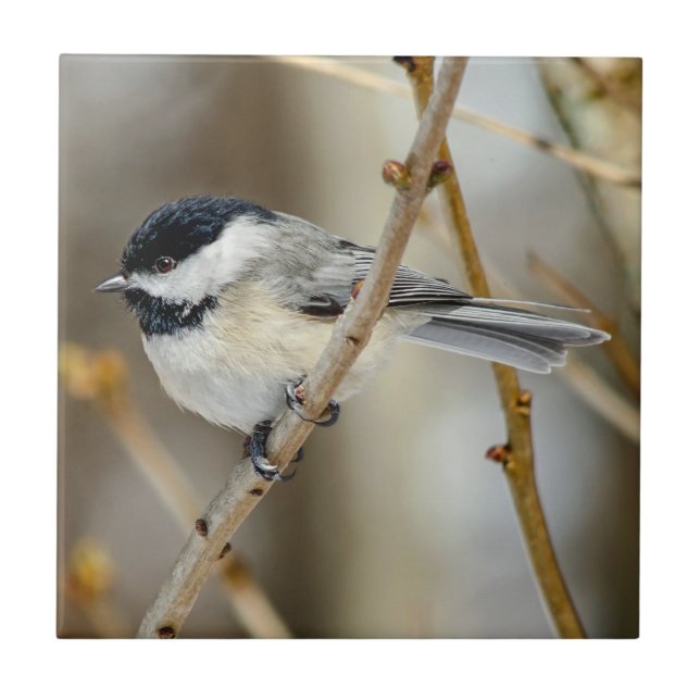 Black Capped Chickadee Ceramic Photo Tile (Front)