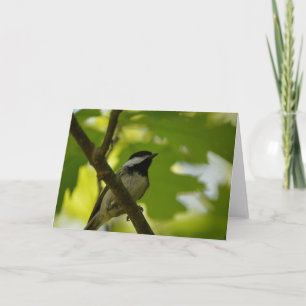 BLACK-CAPPED CHICKADEE GREETING CARD