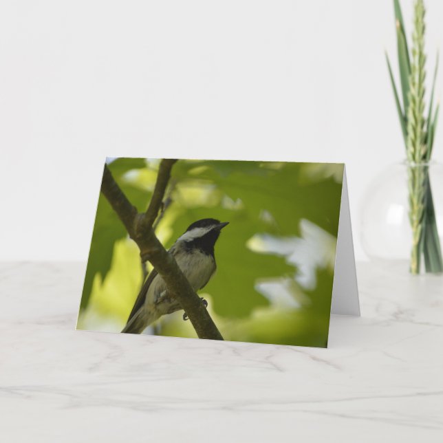 BLACK-CAPPED CHICKADEE GREETING CARD (Front)