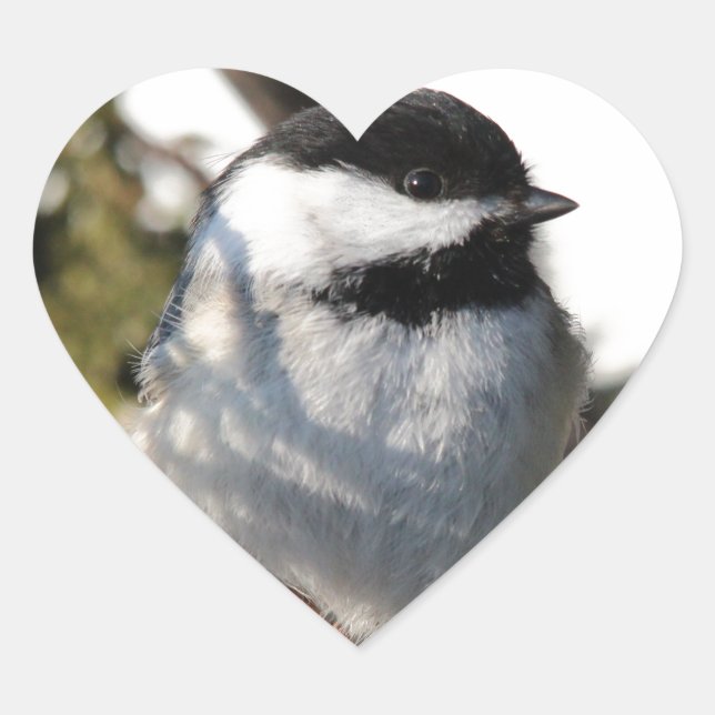 Black Capped Chickadee Heart Sticker (Front)
