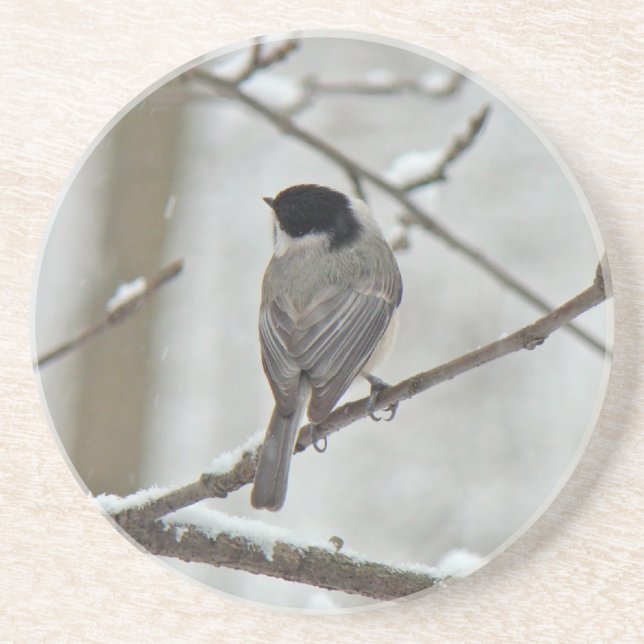 Black-Capped Chickadee in Snow Storm Coaster (Front)