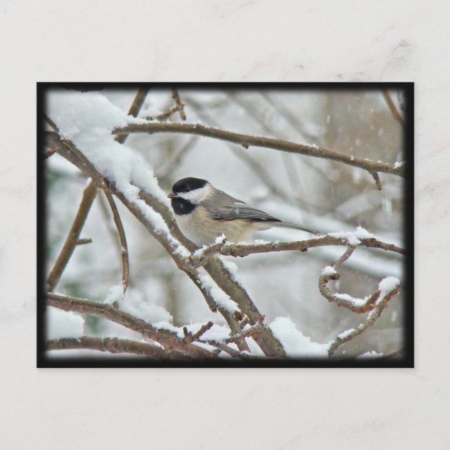 Black-Capped Chickadee in Snow Storm Postcard (Front)