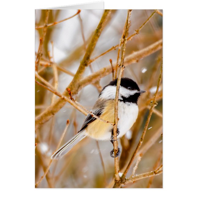 Black-Capped Chickadee - Original Photograph (Front)