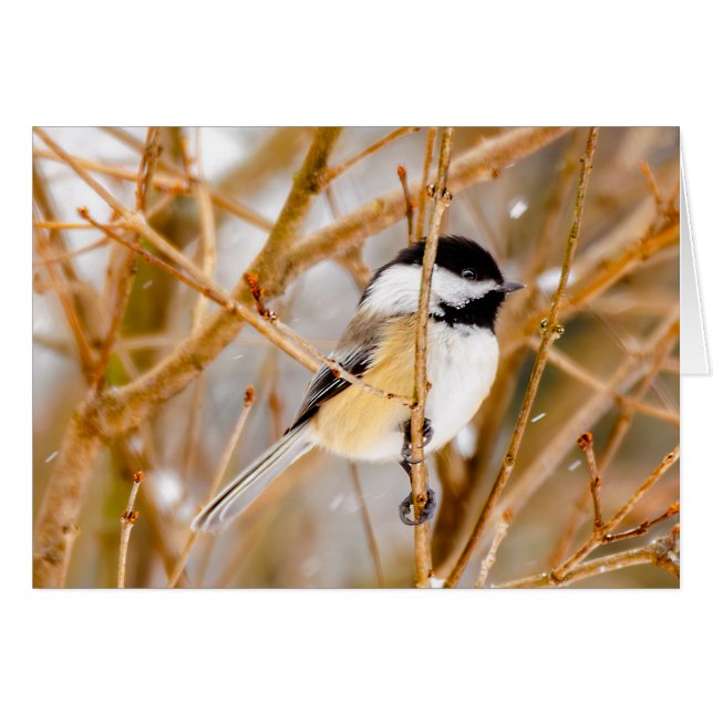 Black-Capped Chickadee - Original Photograph (Front Horizontal)