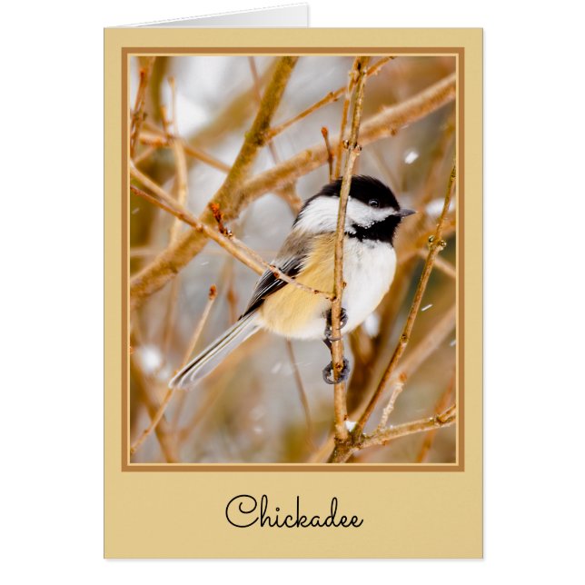 Black-Capped Chickadee - Original Photograph (Front)