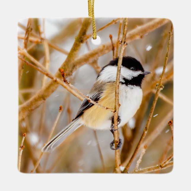 Black-Capped Chickadee - Original Photograph Ceramic Ornament (Front)