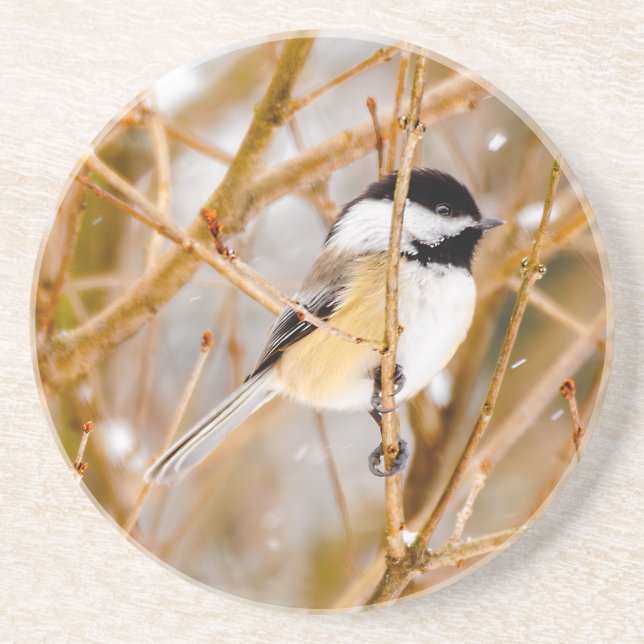 Black-Capped Chickadee - Original Photograph Coaster (Front)