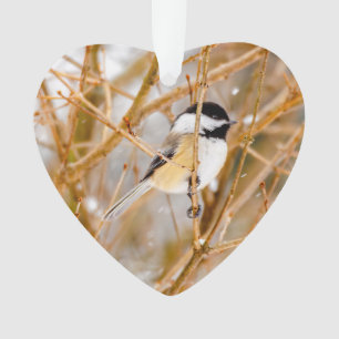 Black-Capped Chickadee - Original Photograph Ornament