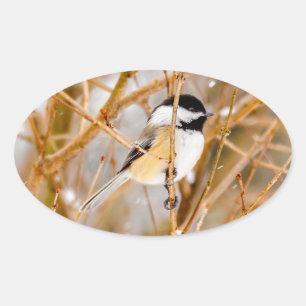 Black-Capped Chickadee - Original Photograph Oval Sticker