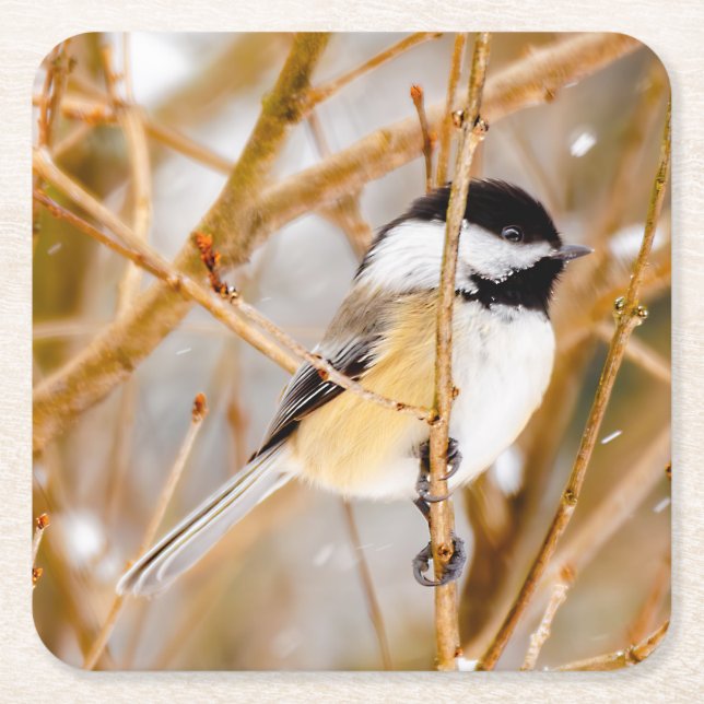 Black-Capped Chickadee - Original Photograph Square Paper Coaster (Front)